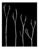 Death's Stairway (in black & white)