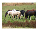 Horses