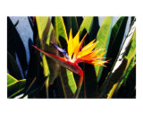 Hawaiian Bird of Paradise