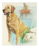 Labrador Retriever