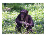 Chimp