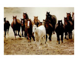 Horses Running