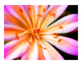 Lewisia Tweedyi
