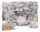 Frosty Morning 6360