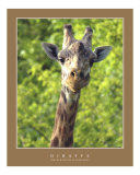 Curious Giraffe