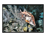 Hogfish