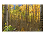 Fall Aspens 1400