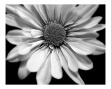 Flower In Black And White