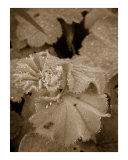 Dew On The Leaves
