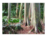 Eucalyptus Red