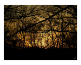 Golden Forest