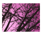 Illustrated Tree 3