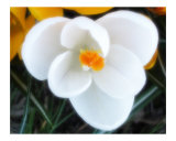 Crocus 38