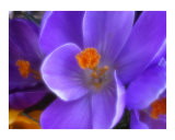Crocus 34