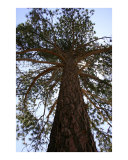 Sequoia Tree - Big Bear  California