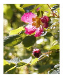 Rose Drops