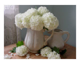 Lots of Hydrangea