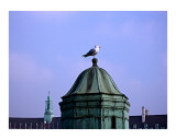 Seagull in London