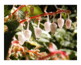 Salal Drops