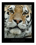 Siberian Tiger