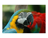 Parrot Pride