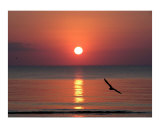 Seagull Sunset