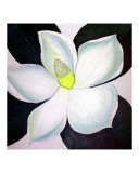 Magnolia