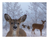Winter Wonderland