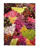 Wall Flowers