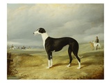 A Black and White Greyhound in an Open Landscape  with Hunters and Huntsmen Beyond