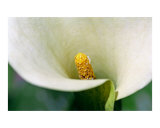 White Calla Lily Close-Up