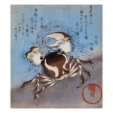 A Crab on the Seashore