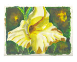 Yellow Gladiola