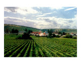 Village in Vineyards