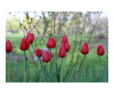 Tulips in Spring