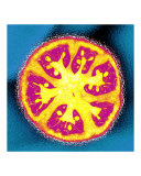 Tomato (Teal  Pink and Yellow)