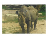 Thick Skinned Rhino