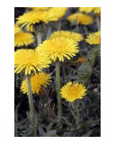 Yellow Dandelions