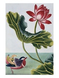 18th Century French Print of Red Water Lily of China II
