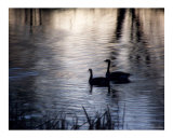 The Stillness