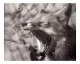 Yawn