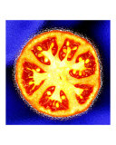 Tomato (Blue  Red  and Orange)