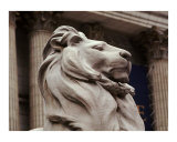 The Lion