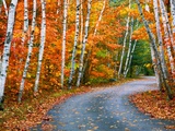 Autumn Trees Lining Country Road