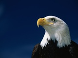 American Bald Eagle