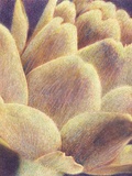 Artichoke