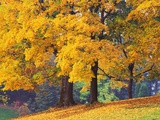 Autumn Foliage at Hoyt Arboretum