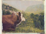 Alpine Cow