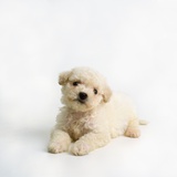 Bichon Frise Puppy
