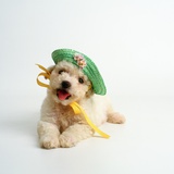 Bichon Frise Puppy Wearing Bonnet